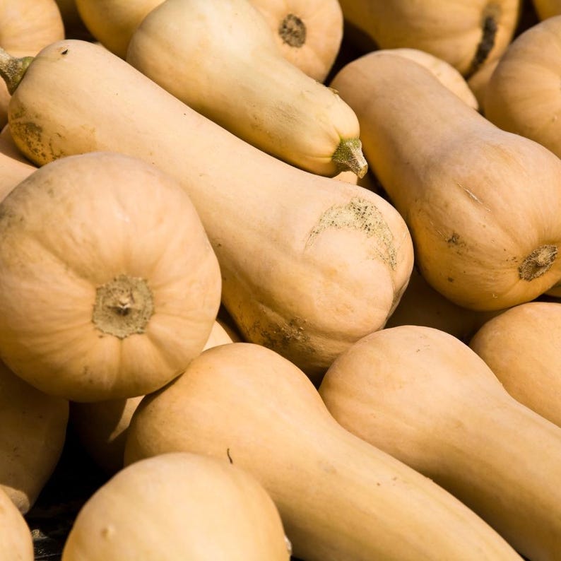 10-25 pestek dyni piżmowej, dyni piżmowej, dyń, tykw i melonów zdjęcie 2