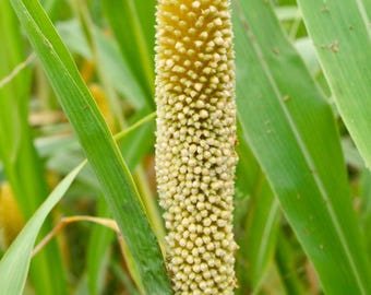 1340+ Grain Millet & Quinoa Collection Seeds, 14 Seed Varieties, Bajra, Kodo, Foxtail Millet