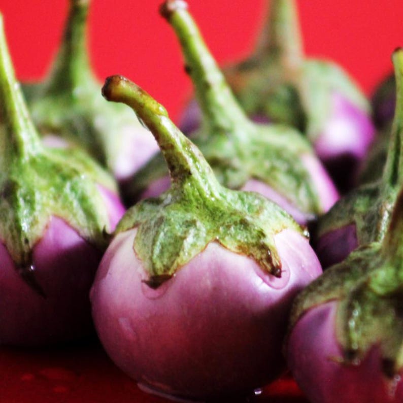 Más de 300 semillas de berenjena redonda morada, Solanum melongena, berenjena redonda morada, berenjena imagen 3