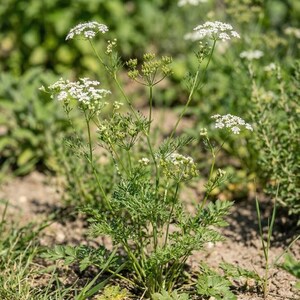 K&ouml;nnte beinhalten: Eine gr&uuml;ne Pflanze mit d&uuml;nnen, gefiederten Bl&auml;ttern und mehreren schlanken St&auml;ngeln, die mit Dolden aus kleinen, wei&szlig;en, f&uuml;nfbl&auml;ttrigen Bl&uuml;ten besetzt sind. Die Pflanze w&auml;chst aus trockenem, hellbraunem Boden und zeigt offene Bl&uuml;ten und gr&uuml;ne Knospen.