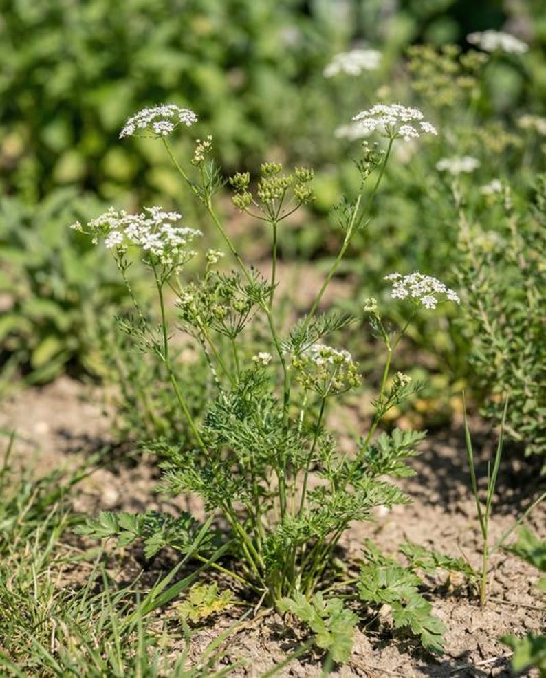 K&ouml;nnte beinhalten: Eine gr&uuml;ne Pflanze mit d&uuml;nnen, gefiederten Bl&auml;ttern und mehreren schlanken St&auml;ngeln, die mit Dolden aus kleinen, wei&szlig;en, f&uuml;nfbl&auml;ttrigen Bl&uuml;ten besetzt sind. Die Pflanze w&auml;chst aus trockenem, hellbraunem Boden und zeigt offene Bl&uuml;ten und gr&uuml;ne Knospen.
