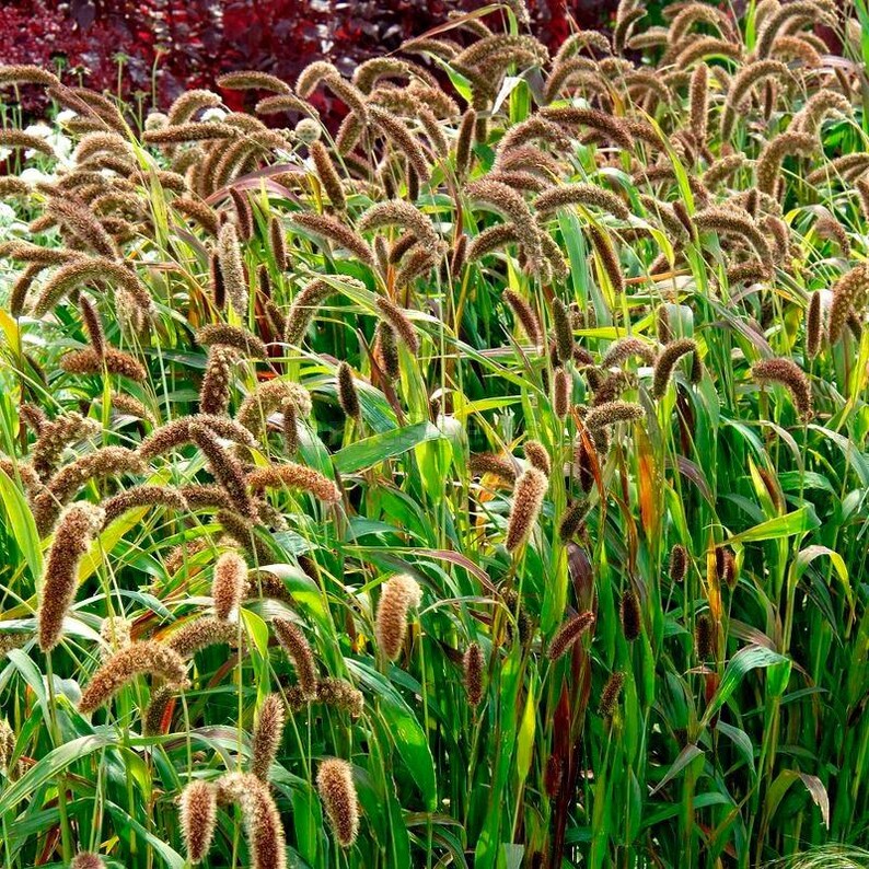 K&ouml;nnte beinhalten: Eine dichte Ansammlung von Zierhirsepflanzen mit langen, gebogenen, flauschigen braunen Samenst&auml;nden und leuchtend gr&uuml;nen, blattartigen Bl&auml;ttern. Die hohen St&auml;ngel stehen eng beieinander und bilden eine strukturierte botanische Ansammlung.
