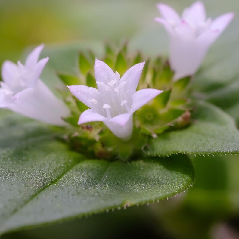 50-200 Samen der Strauchigen Stylosanthes (Stylosanthes scabra), einer Futterpflanzen-Leguminose Bild 9
