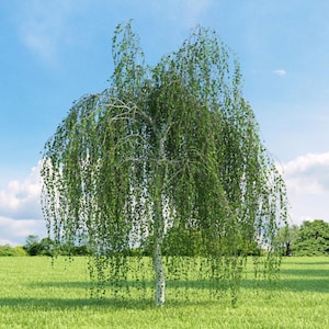 200-500 semillas de abedul llorón, Betula pendula, abedul plateado, árbol ornamental imagen 1