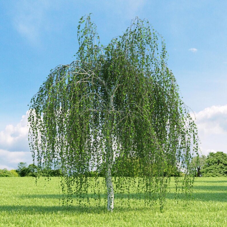 200-500 semillas de abedul llorón, Betula pendula, abedul plateado, árbol ornamental imagen 1