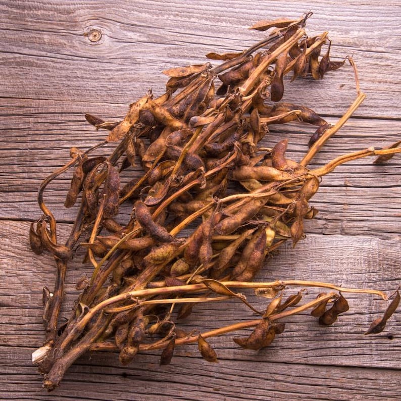 Más de 10 semillas de soja Kala Bhatt, Glycine max, soja negra del Himalaya, Pahari Bhatt imagen 7