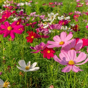 K&ouml;nnte beinhalten: Ein lebendiges Feld aus Kosmeen in Magenta-, Rosa- und Wei&szlig;t&ouml;nen, die jeweils ein leuchtend gelbes Zentrum aufweisen. Die Blumen stehen auf d&uuml;nnen gr&uuml;nen Stielen mit zartem, gefiedertem Laub und bilden eine dichte und farbenfrohe Blumenlandschaft.