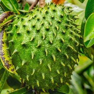 Peut inclure: Un corossol avec une peau textur&eacute;e vert vif couverte d'&eacute;pines souples et incurv&eacute;es. Le fruit est de forme ovale et entour&eacute; de feuilles vert fonc&eacute;, mettant en valeur sa surface naturelle bossel&eacute;e et ses protub&eacute;rances charnues pointues.
