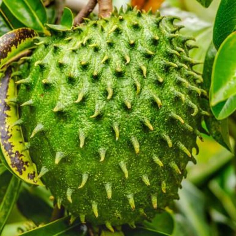 Peut inclure: Un corossol avec une peau textur&eacute;e vert vif couverte d'&eacute;pines souples et incurv&eacute;es. Le fruit est de forme ovale et entour&eacute; de feuilles vert fonc&eacute;, mettant en valeur sa surface naturelle bossel&eacute;e et ses protub&eacute;rances charnues pointues.