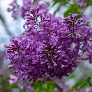 20-50 semillas de lila china, Syringa chinensis, arbusto de flores moradas imagen 5