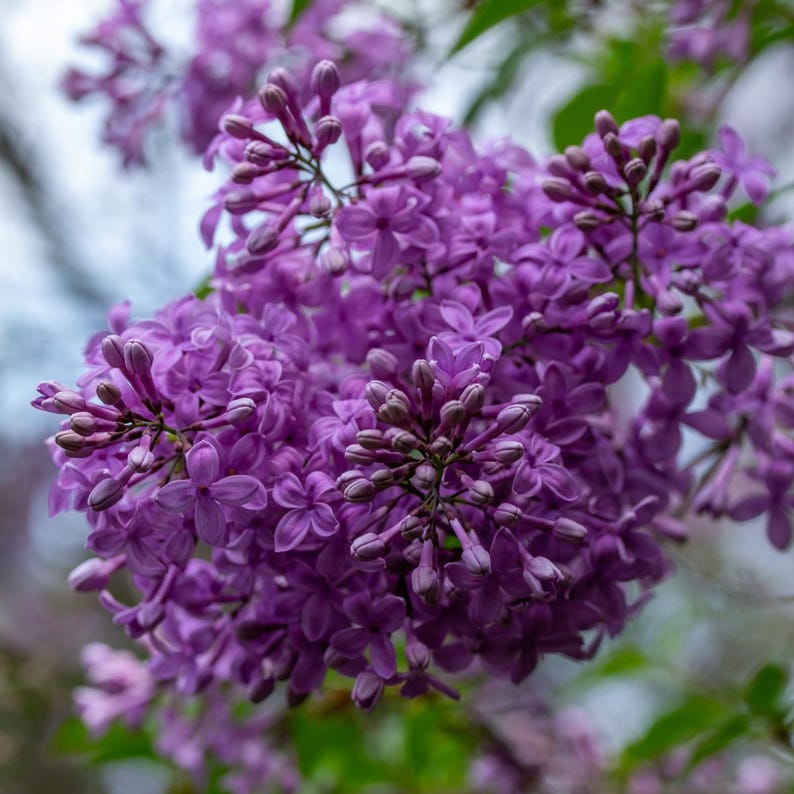 20-50 semillas de lila china, Syringa chinensis, arbusto de flores moradas imagen 5