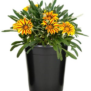 Peut inclure: Une plante en pot avec des fleurs de gazania ray&eacute;es de jaune et de rouge aux centres sombres. La plante poss&egrave;de de longues feuilles vertes &eacute;troites et pointues, et est plac&eacute;e dans un pot en plastique noir simple et lisse sur fond blanc.