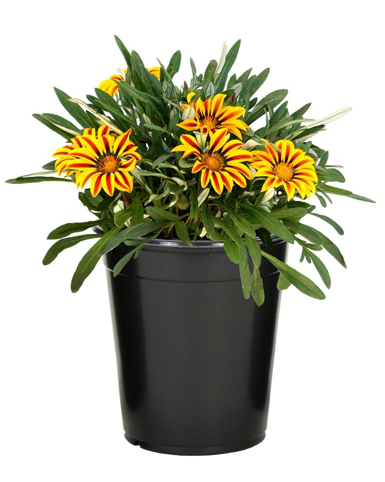Peut inclure: Une plante en pot avec des fleurs de gazania ray&eacute;es de jaune et de rouge aux centres sombres. La plante poss&egrave;de de longues feuilles vertes &eacute;troites et pointues, et est plac&eacute;e dans un pot en plastique noir simple et lisse sur fond blanc.
