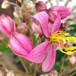 Puede incluir: Un racimo de flores de color rosa vibrante con estambres amarillos prominentes y curvados que se extienden desde el centro. Los p&eacute;talos muestran venas delicadas y varios capullos sin abrir son visibles en tallos finos de color marr&oacute;n claro.