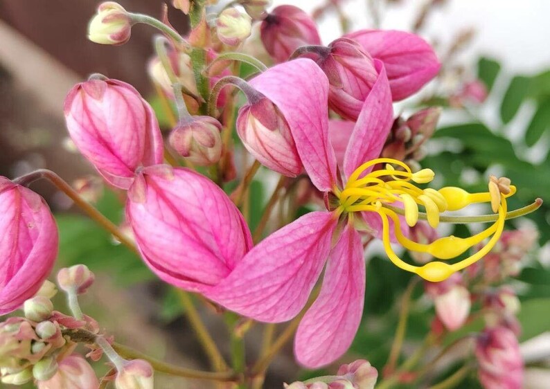 Puede incluir: Un racimo de flores de color rosa vibrante con estambres amarillos prominentes y curvados que se extienden desde el centro. Los p&eacute;talos muestran venas delicadas y varios capullos sin abrir son visibles en tallos finos de color marr&oacute;n claro.