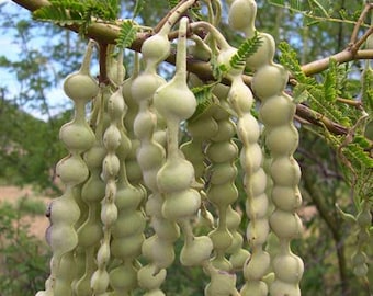 20-100 semi di acacia arabica, Vachellia nilotica, albero di Babul, gomma indiana di acacia