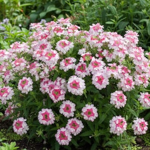 Peut inclure: Un groupe dense de fleurs de verveine pr&eacute;sentant de petites fleurs &agrave; cinq p&eacute;tales avec des bords ext&eacute;rieurs blancs et des centres rose vif. La plante affiche de nombreuses t&ecirc;tes florales arrondies dispos&eacute;es en formation compacte.