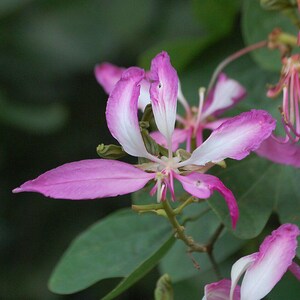15-30 Purple Orchid Tree Seeds, Bauhinia Purpurea, Kachnar, Butterfly Tree, Camel's Foot, Tropical Flowering Tree Seeds image 4