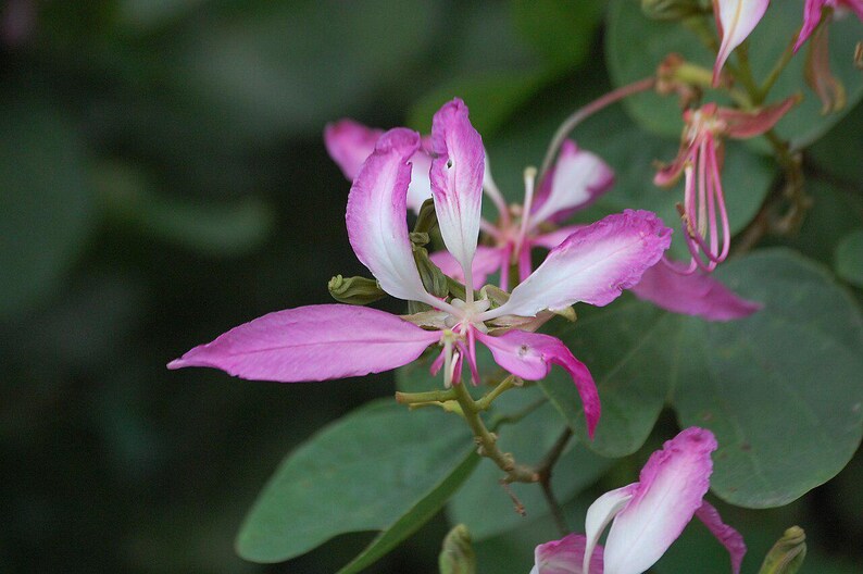 15-30 Purple Orchid Tree Seeds, Bauhinia Purpurea, Kachnar, Butterfly Tree, Camel's Foot, Tropical Flowering Tree Seeds image 4