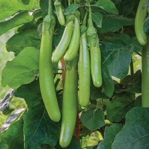 Puede incluir: Un racimo de berenjenas largas, delgadas y de color verde claro que cuelgan de una planta frondosa. Las verduras de piel lisa tienen una forma cil&iacute;ndrica y est&aacute;n unidas a tallos verdes, rodeadas por un follaje grande, ancho y verde oscuro.