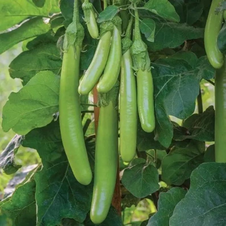 Puede incluir: Un racimo de berenjenas largas, delgadas y de color verde claro que cuelgan de una planta frondosa. Las verduras de piel lisa tienen una forma cil&iacute;ndrica y est&aacute;n unidas a tallos verdes, rodeadas por un follaje grande, ancho y verde oscuro.