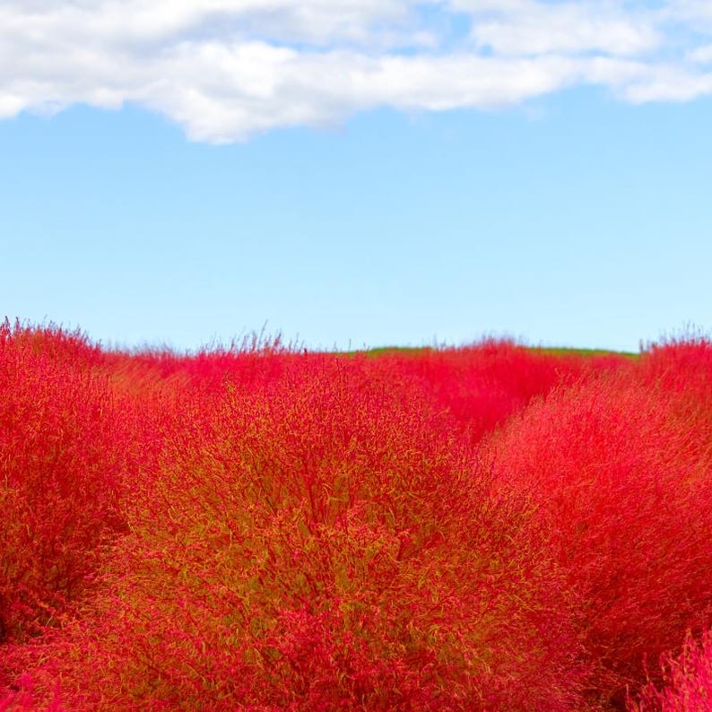 Más de 100 semillas de Kochia Childsii, Bassia scoparia, arbusto híbrido, follaje ornamental. imagen 7