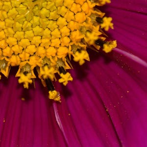 Über 100 Kosmeensamen, Kosmeen der Art Cosmos Bipinnatus, Kosmeen in verschiedenen Farben, rosa-weiße Blüten, Bauerngarten, bestäuberfreundliche Schnittblumensamen Bild 7