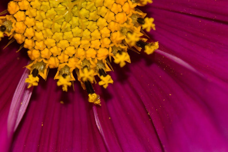 Über 100 Kosmeensamen, Kosmeen der Art Cosmos Bipinnatus, Kosmeen in verschiedenen Farben, rosa-weiße Blüten, Bauerngarten, bestäuberfreundliche Schnittblumensamen Bild 7