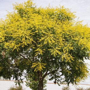 Puede incluir: Un &aacute;rbol grande y maduro con una copa densa cubierta de racimos de flores de color amarillo brillante. El &aacute;rbol presenta hojas pinnadas de color verde oscuro entre las ramas, con un tronco marr&oacute;n grueso y texturizado visible en la base.