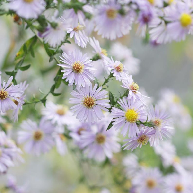 15+ Panicled Aster Seeds, Symphyotrichum lanceolatum, Lance-Leaved Wildflower image 7
