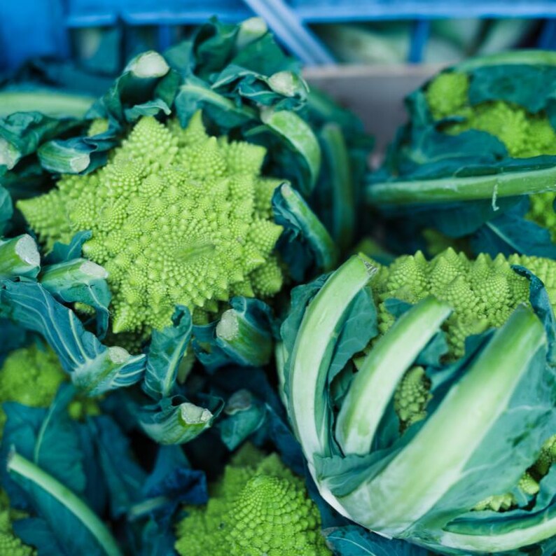Más de 100 semillas de coliflor romanesco, Brassica oleracea, coliflor romanesco, cabezas espirales de color verde lima. imagen 6