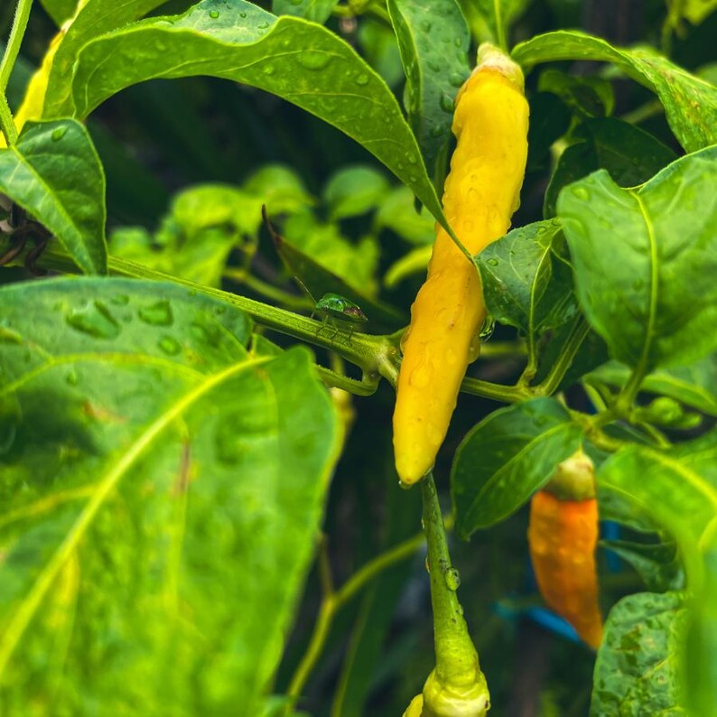 50+ Yellow chili pepper Seeds, Capsicum frutescens, Peppers image 8