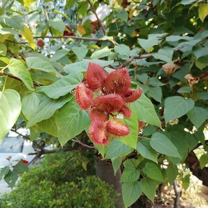 50-100 graines d'annatto, Bixa Orellana, Achiote, arbre à rouge à lèvres, Roucou, graines d'arbre à colorant naturel image 6