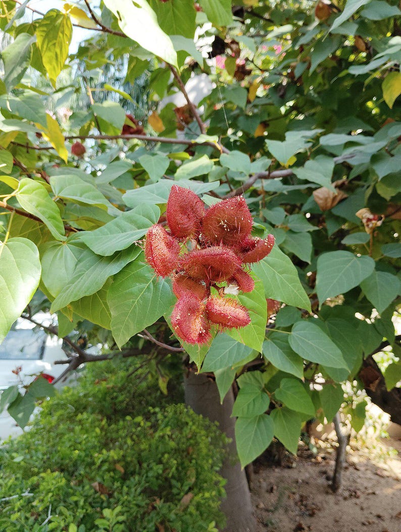 50-100 graines d'annatto, Bixa Orellana, Achiote, arbre à rouge à lèvres, Roucou, graines d'arbre à colorant naturel image 6