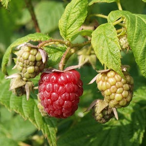 Peut inclure: Une grappe de framboises sur une tige aux feuilles vertes, comprenant une framboise rouge vif m&ucirc;re entour&eacute;e de plusieurs baies plus petites, vert p&acirc;le et non m&ucirc;res, &agrave; la surface textur&eacute;e et aux tiges visibles.
