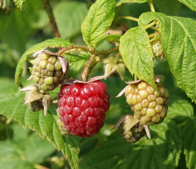 Peut inclure: Une grappe de framboises sur une tige aux feuilles vertes, comprenant une framboise rouge vif m&ucirc;re entour&eacute;e de plusieurs baies plus petites, vert p&acirc;le et non m&ucirc;res, &agrave; la surface textur&eacute;e et aux tiges visibles.