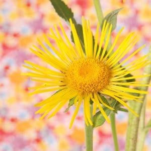 200+ nasion omanu wielkiego, Inula helenium, wysoka żółta roślina polna zdjęcie 10