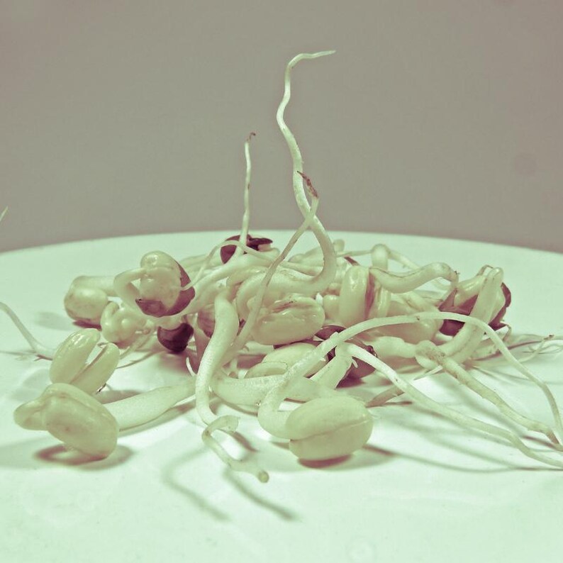 緑豆の種 100～300粒、Vigna radiata、緑豆、発芽 画像 5