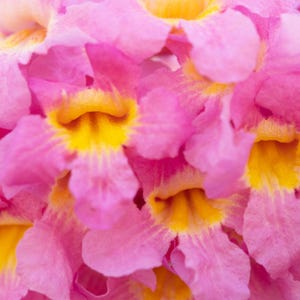 Peut inclure: Un groupe de fleurs en forme de trompette pr&eacute;sentant des p&eacute;tales rose vif aux bords doux et ondul&eacute;s. La gorge de chaque fleur affiche un centre jaune vif et satur&eacute; qui se fond dans la structure florale rose environnante.