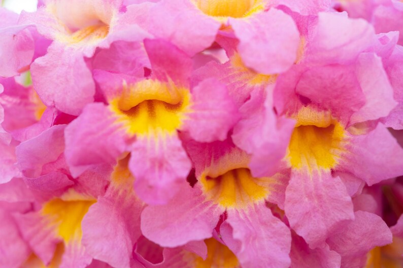 Peut inclure: Un groupe de fleurs en forme de trompette pr&eacute;sentant des p&eacute;tales rose vif aux bords doux et ondul&eacute;s. La gorge de chaque fleur affiche un centre jaune vif et satur&eacute; qui se fond dans la structure florale rose environnante.