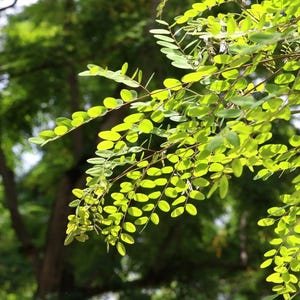 10-20 semillas de Adenanthera Microsperma, árbol de cuentas rojas, árbol corazón de mar, semillas de árboles tropicales imagen 2