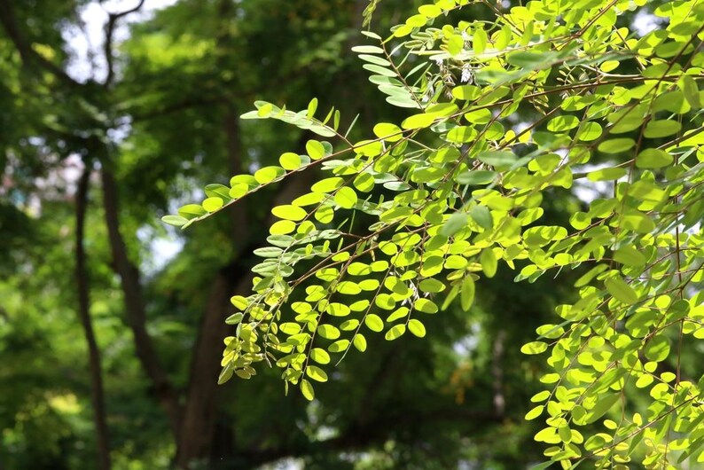 10-20 semillas de Adenanthera Microsperma, árbol de cuentas rojas, árbol corazón de mar, semillas de árboles tropicales imagen 2