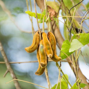 5-10 semillas de Mucuna Pruriens, frijol terciopelo, Mucuna pruriens, Kapikachhu, enredadera tropical, semillas exóticas para jardín imagen 4