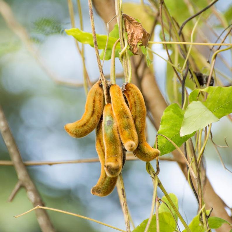 5-10 semillas de Mucuna Pruriens, frijol terciopelo, Mucuna pruriens, Kapikachhu, enredadera tropical, semillas exóticas para jardín imagen 4