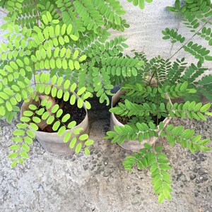 Puede incluir: Dos peque&ntilde;os plantones verdes con hojas compuestas pinnadas, plantados en recipientes cil&iacute;ndricos de color claro. Las plantas presentan numerosos fol&iacute;olos peque&ntilde;os de forma ovalada dispuestos en pares a lo largo de tallos finos.