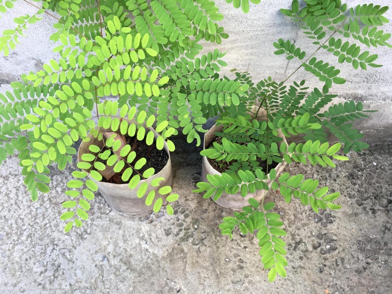 Puede incluir: Dos peque&ntilde;os plantones verdes con hojas compuestas pinnadas, plantados en recipientes cil&iacute;ndricos de color claro. Las plantas presentan numerosos fol&iacute;olos peque&ntilde;os de forma ovalada dispuestos en pares a lo largo de tallos finos.