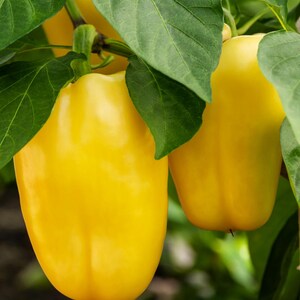 Puede incluir: Dos pimientos amarillos brillantes cuelgan de un tallo de planta verde. Los pimientos tienen una piel lisa y brillante y una forma redondeada y lobulada. Est&aacute;n rodeados por varias hojas grandes de color verde vivo con venas visibles.
