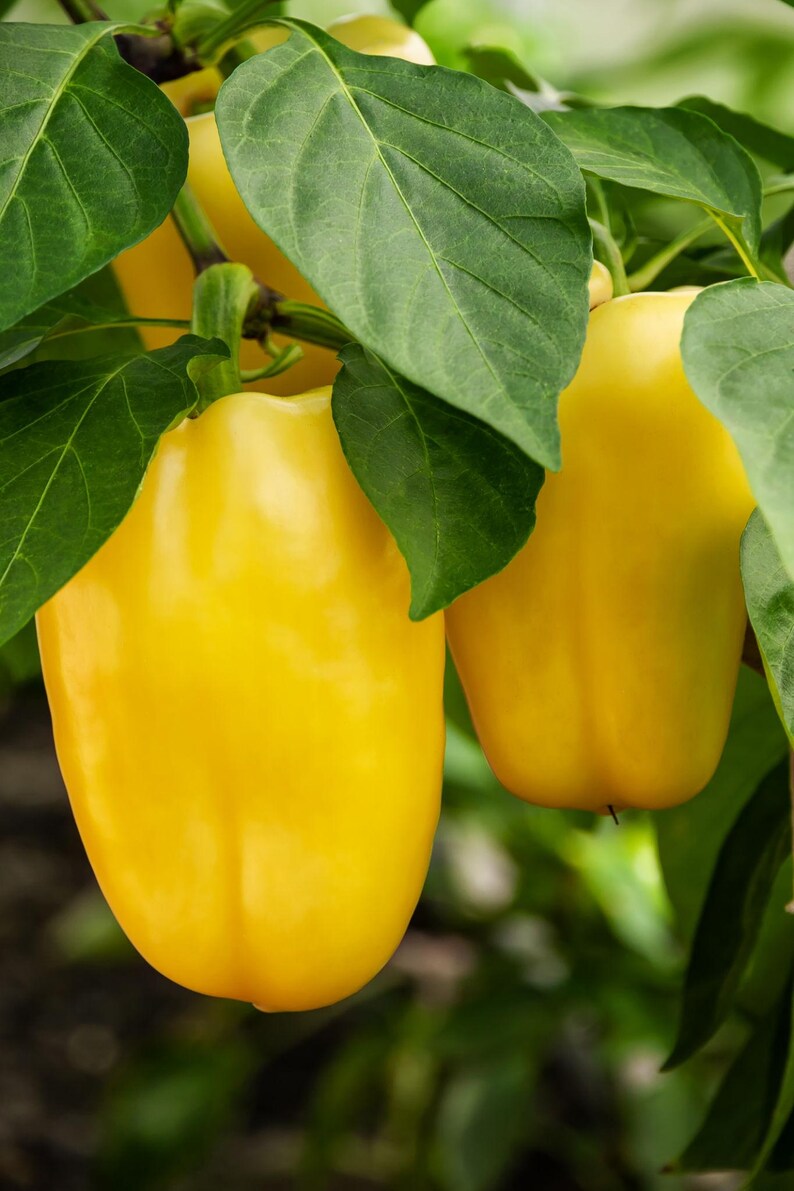 Puede incluir: Dos pimientos amarillos brillantes cuelgan de un tallo de planta verde. Los pimientos tienen una piel lisa y brillante y una forma redondeada y lobulada. Est&aacute;n rodeados por varias hojas grandes de color verde vivo con venas visibles.