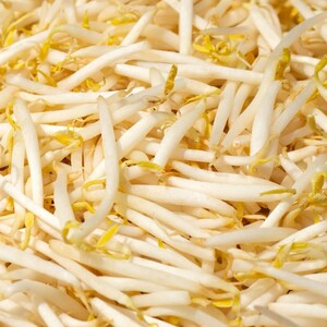 10-30 Sementes de Feijão Branco (Phaseolus vulgaris), Feijão Branco, Feijão Branco Pequeno imagem 7