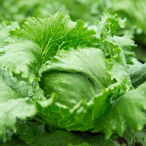 Puede incluir: Una cabeza de lechuga iceberg fresca con hojas verdes y rizadas. Las hojas exteriores son anchas y onduladas, mientras que las interiores forman un n&uacute;cleo denso y compacto. Peque&ntilde;as gotas de agua claras son visibles en el follaje.
